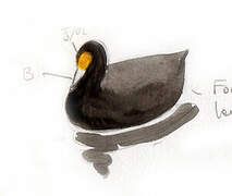 White-winged Coot