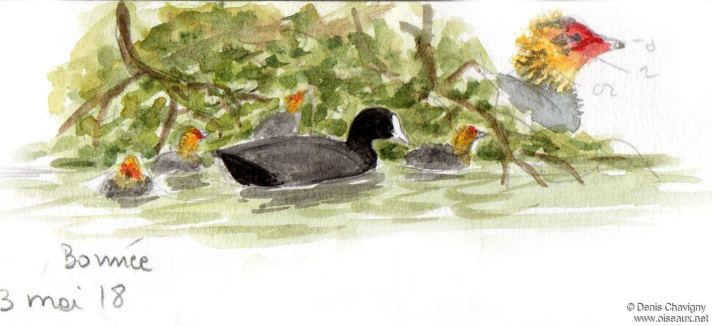 Eurasian Coot, Reproduction-nesting