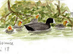 Eurasian Coot