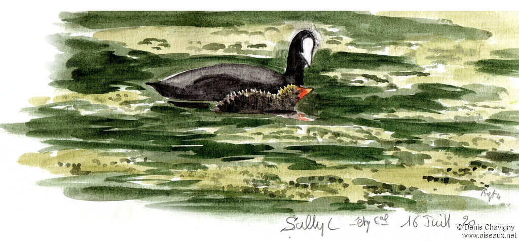 Eurasian Coot, habitat