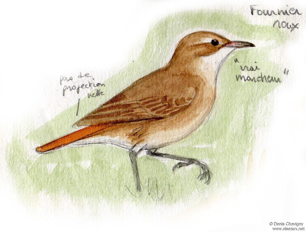 Rufous Horneroadult, identification, walking