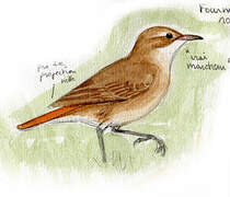 Rufous Hornero