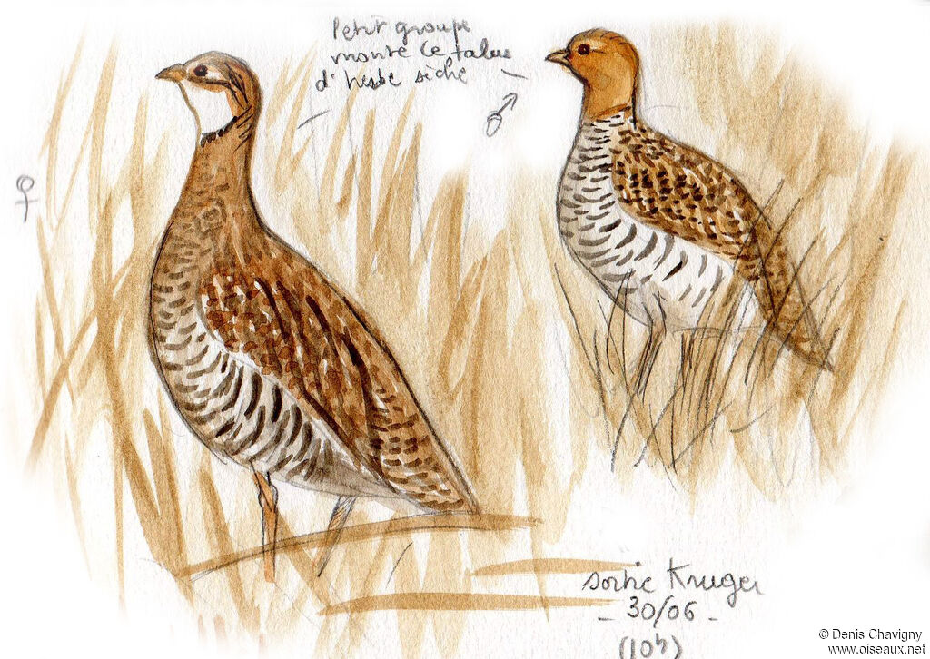 Coqui Francolin, habitat