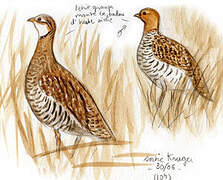 Coqui Francolin