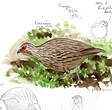 Francolin de Swainson