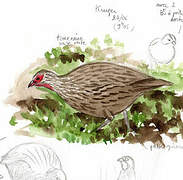 Swainson's Spurfowl