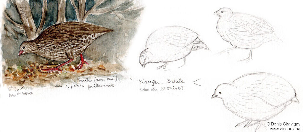 Francolin du Natal, identification, mange