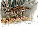 Francolin du Natal