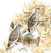 Francolin gris