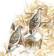 Grey Francolin