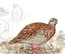 Crested Francolin