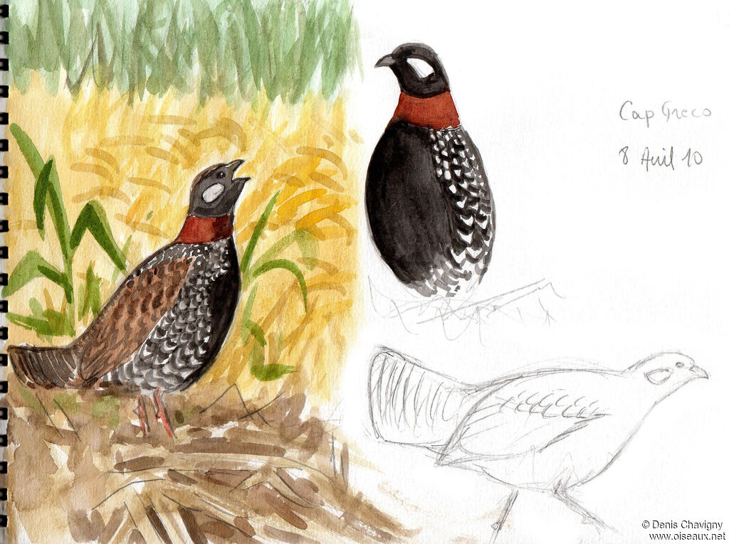 Black Francolin male adult breeding, identification, song