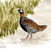 Black Francolin