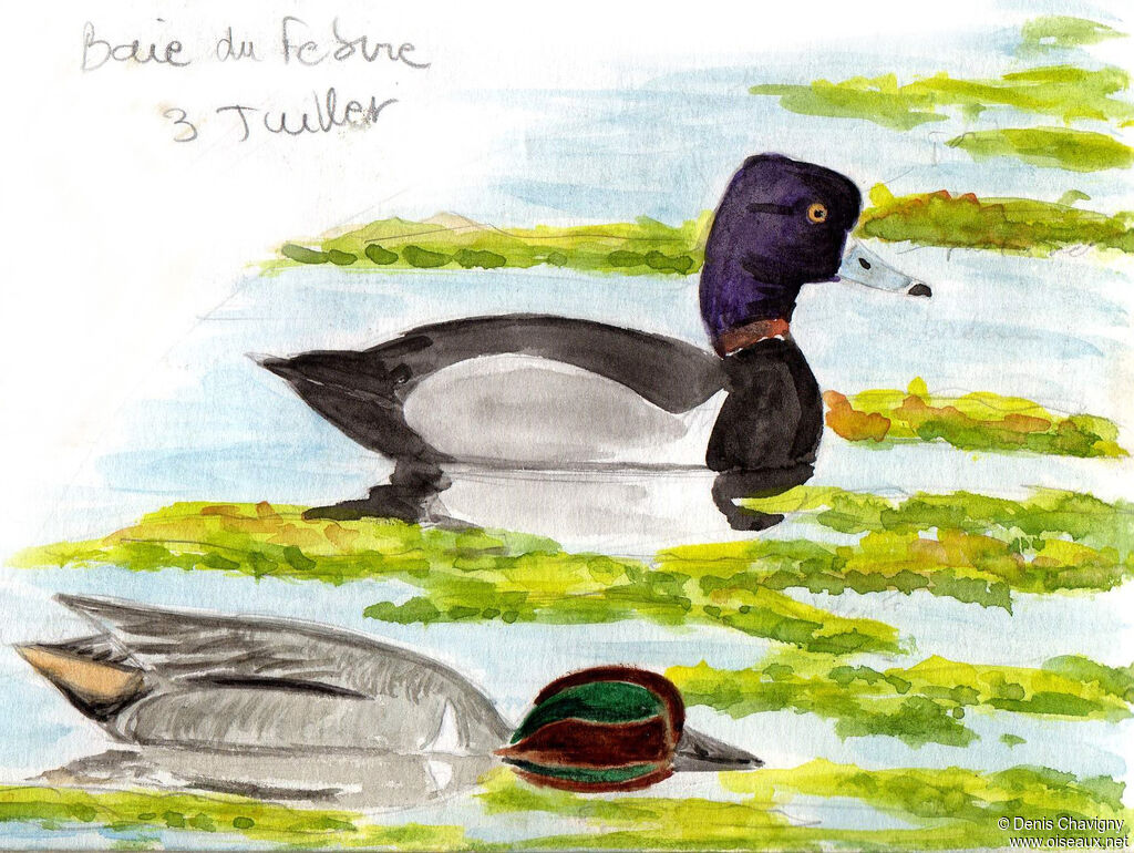 Ring-necked Duck male adult breeding, identification