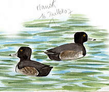 Ring-necked Duck