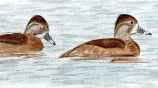 Ring-necked Duck