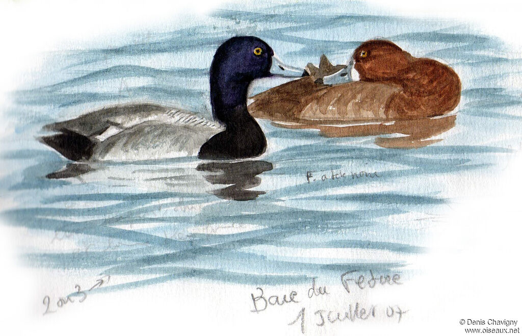 Lesser Scaupadult, care