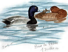 Lesser Scaup