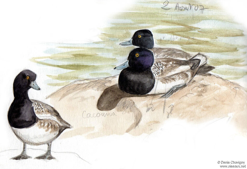 Lesser Scauptransition, moulting