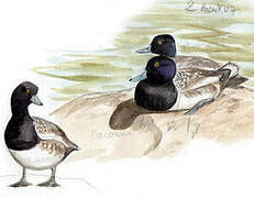 Lesser Scaup