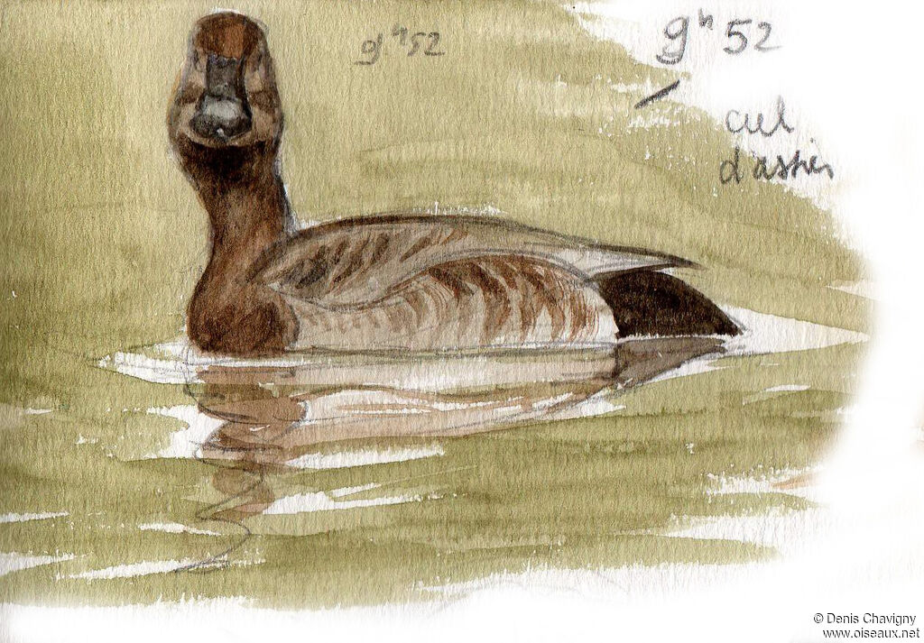 Common Pochard female adult breeding, identification