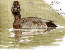 Common Pochard