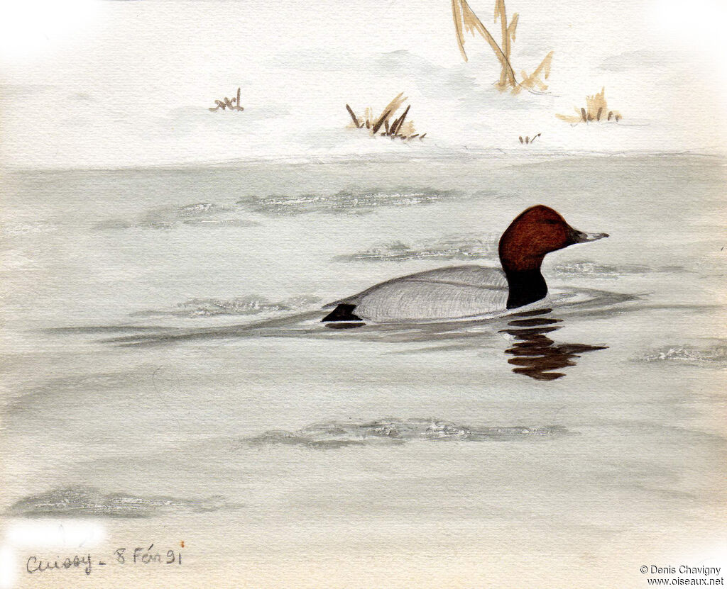 Common Pochard male adult, habitat, swimming