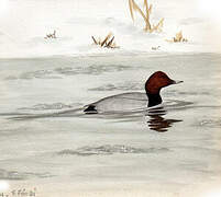 Common Pochard