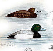 Greater Scaup