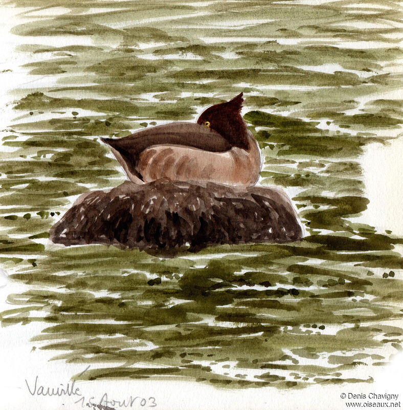 Tufted Duck female, habitat