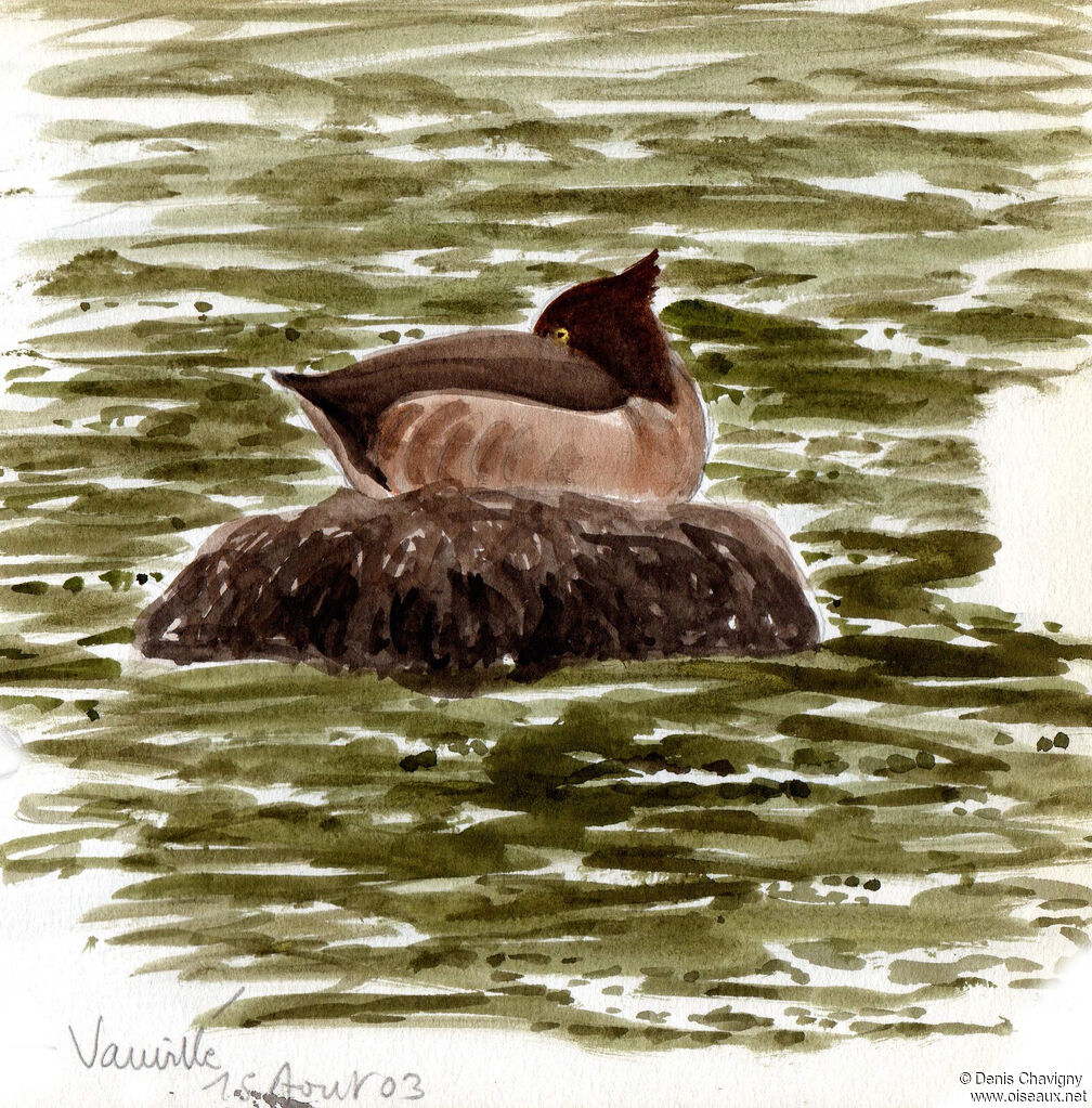 Tufted Duck female, habitat