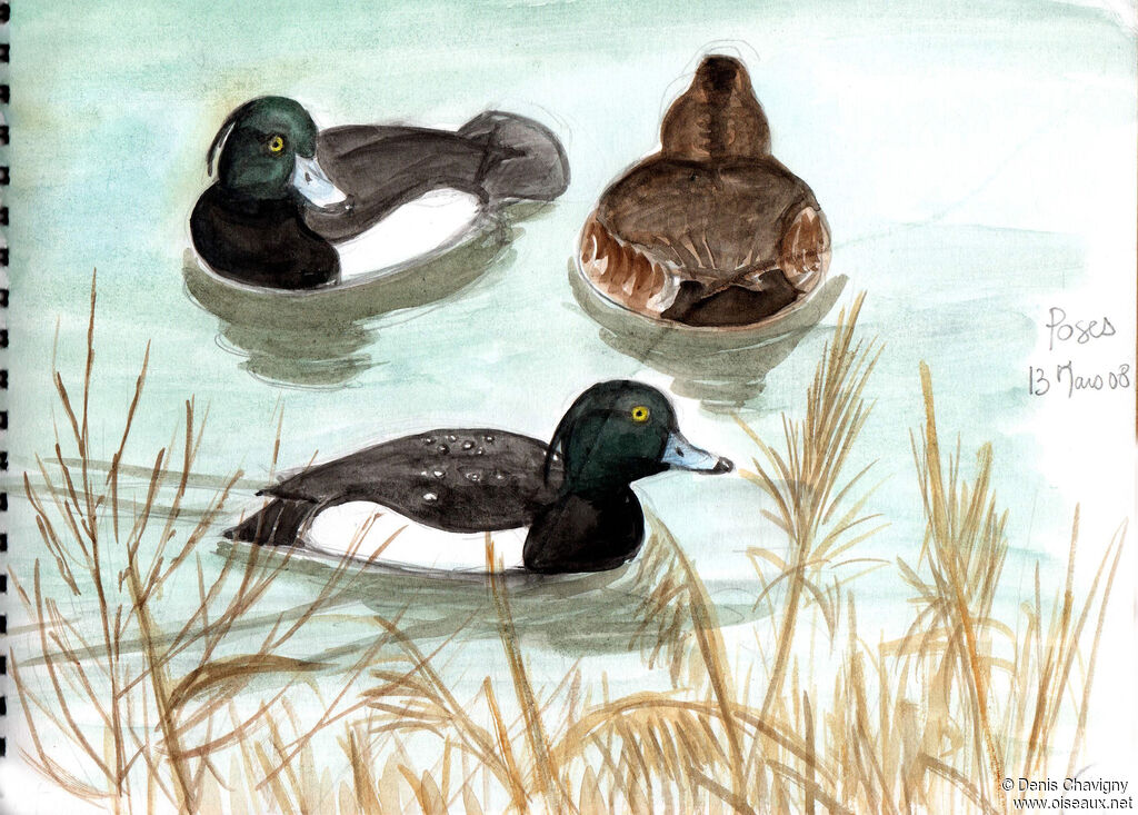 Tufted Duckadult breeding, habitat, swimming