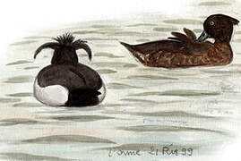 Tufted Duck