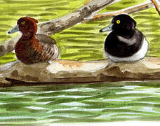 Tufted Duck