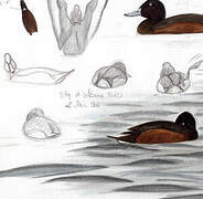 Ferruginous Duck