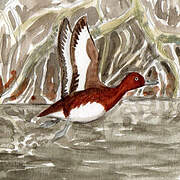 Ferruginous Duck