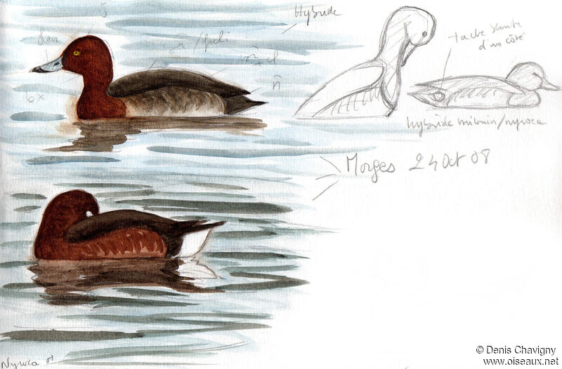 Ferruginous Duck male adult, identification, swimming