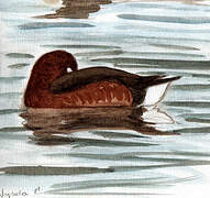 Ferruginous Duck