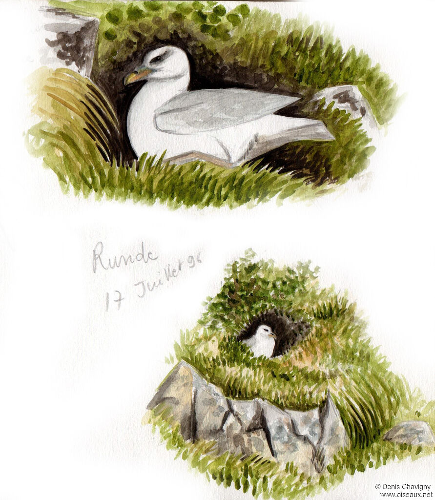 Fulmar boréaladulte, Nidification