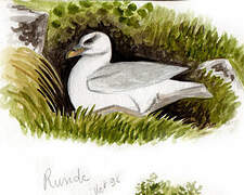 Northern Fulmar