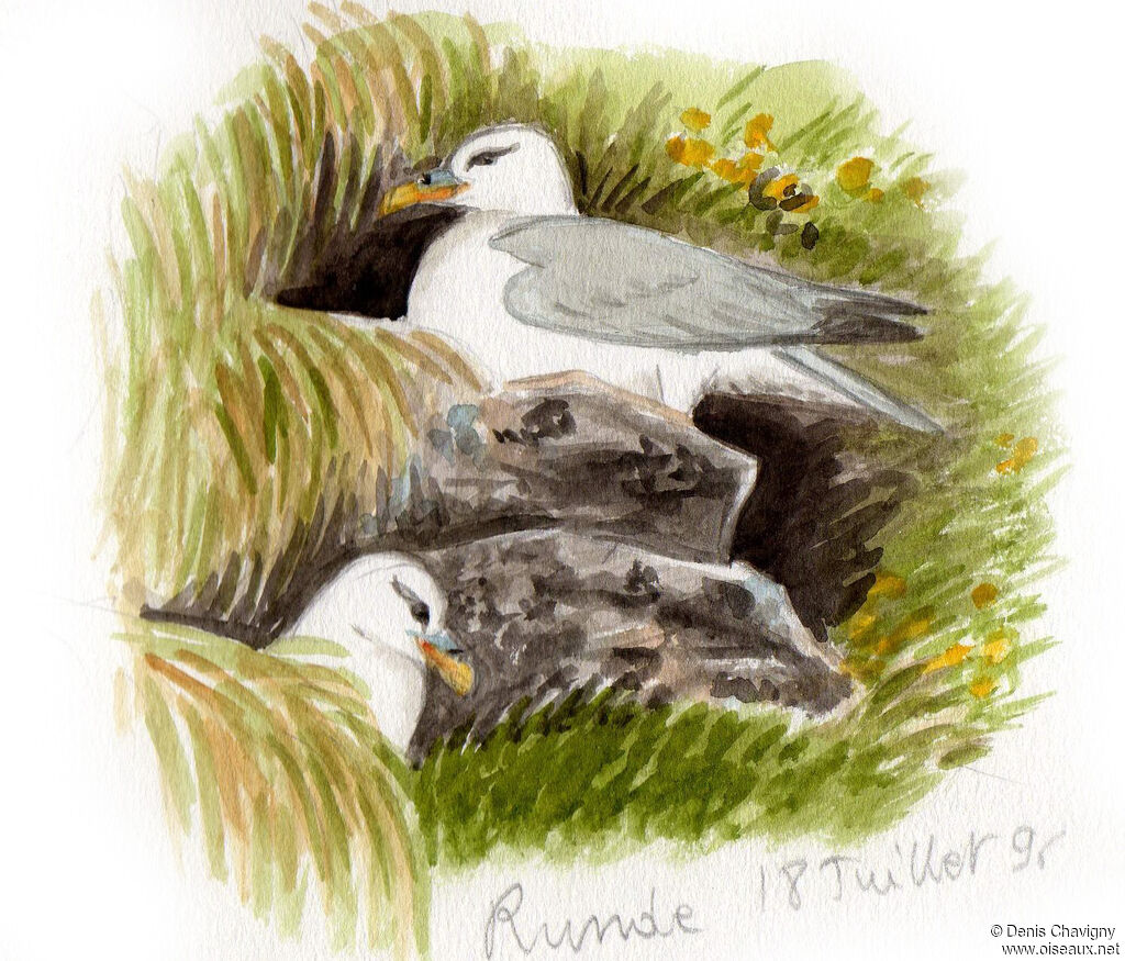 Fulmar boréal, Nidification, r. coloniale