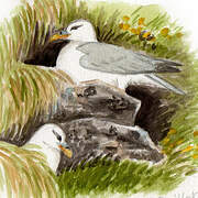 Northern Fulmar