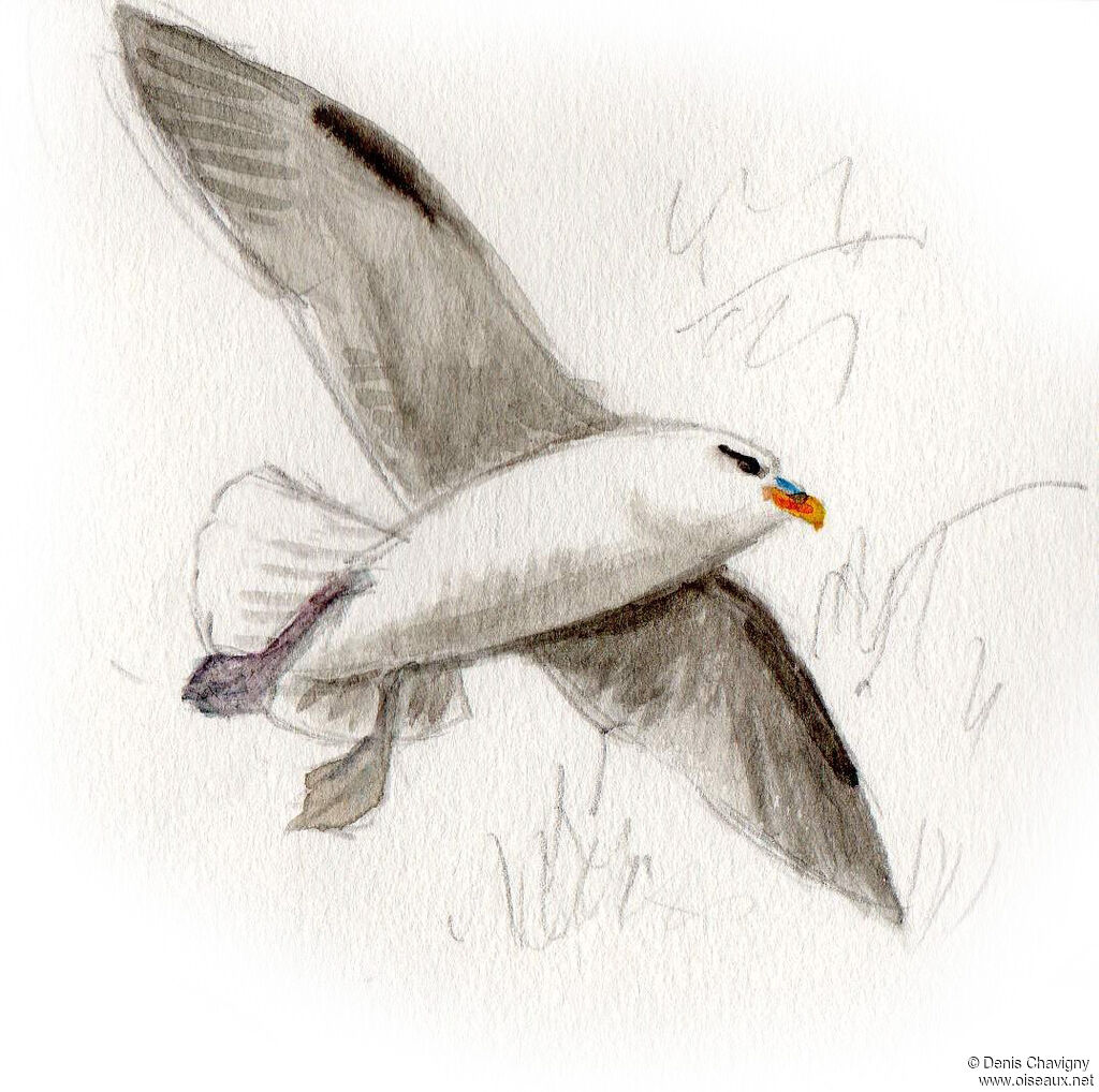 Fulmar boréaladulte, Vol