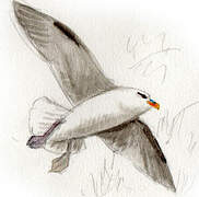 Northern Fulmar