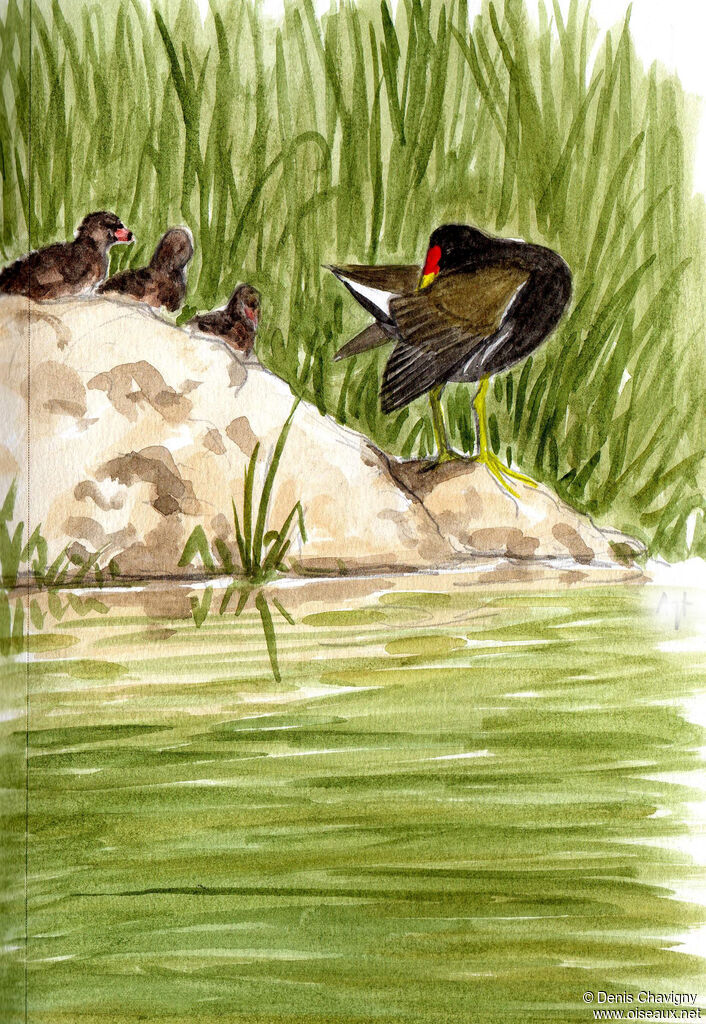 Common Moorhen, habitat, care