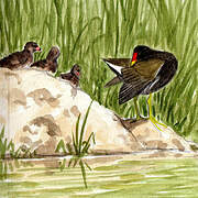 Common Moorhen