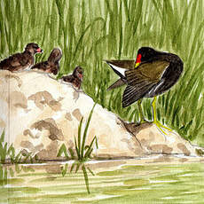 Gallinule poule-d'eau