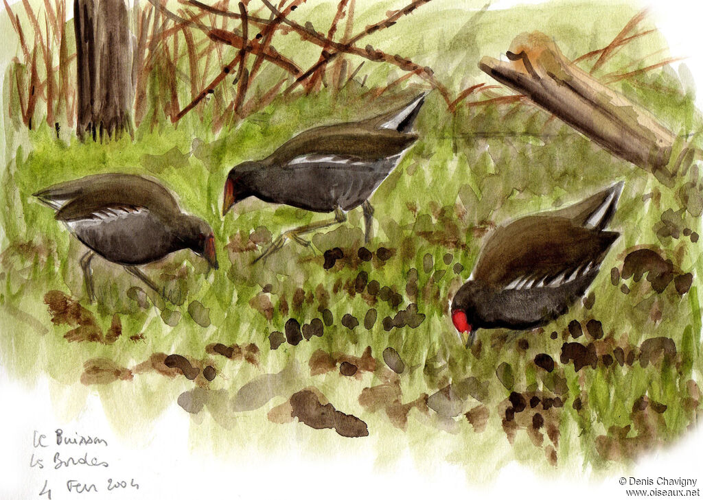 Common Moorhen, habitat, eats