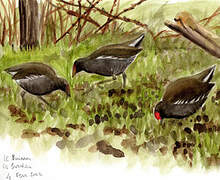 Common Moorhen