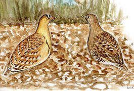 Double-banded Sandgrouse